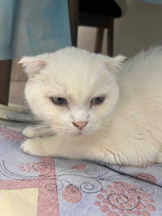 Отдам кота в добрые руки