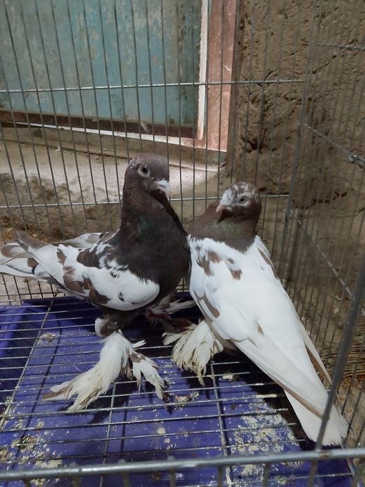 Голуби готовый пара чёрные груды