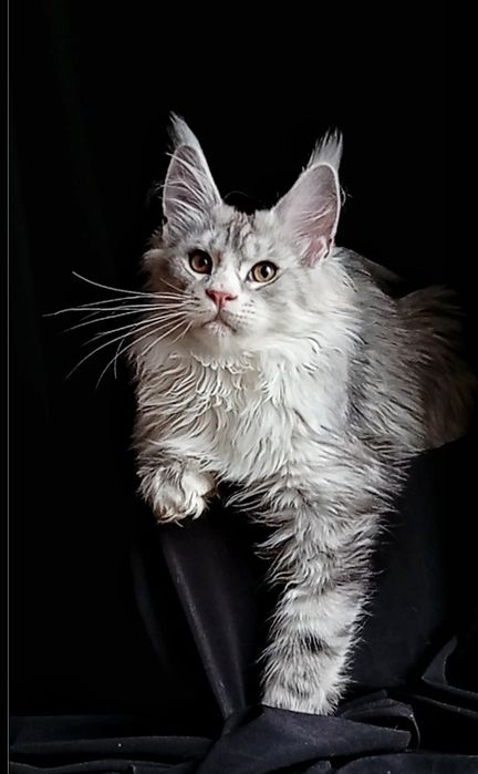 Шикарные котята для Вас! Питомник "Fluffy Tale"