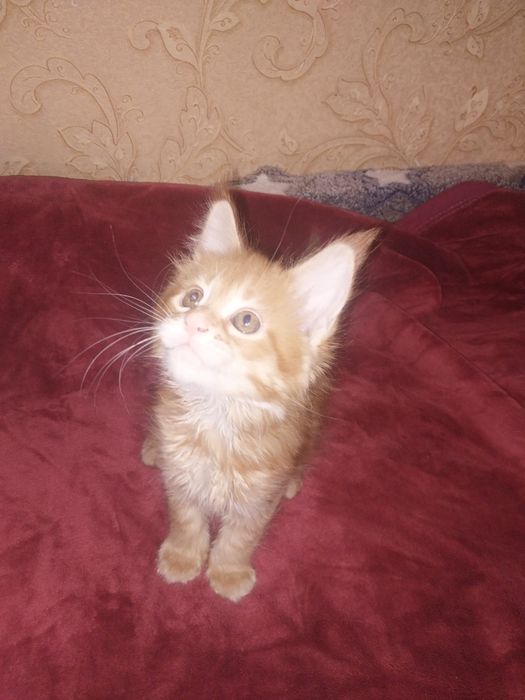 Котята Мейн куны