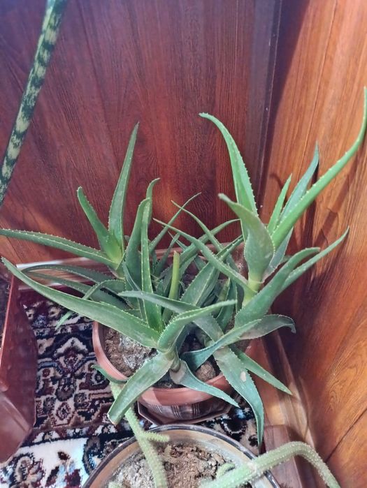 Xonaki Gullar tuvakda