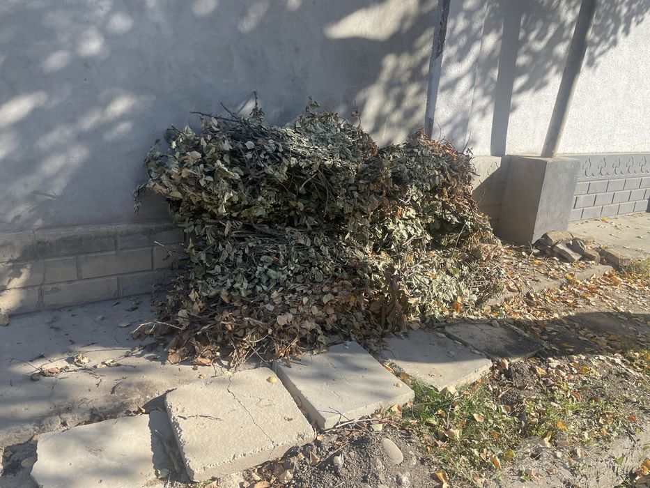 Утин бор тахта бепул