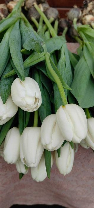 Тюльпаны к 8 Марта .