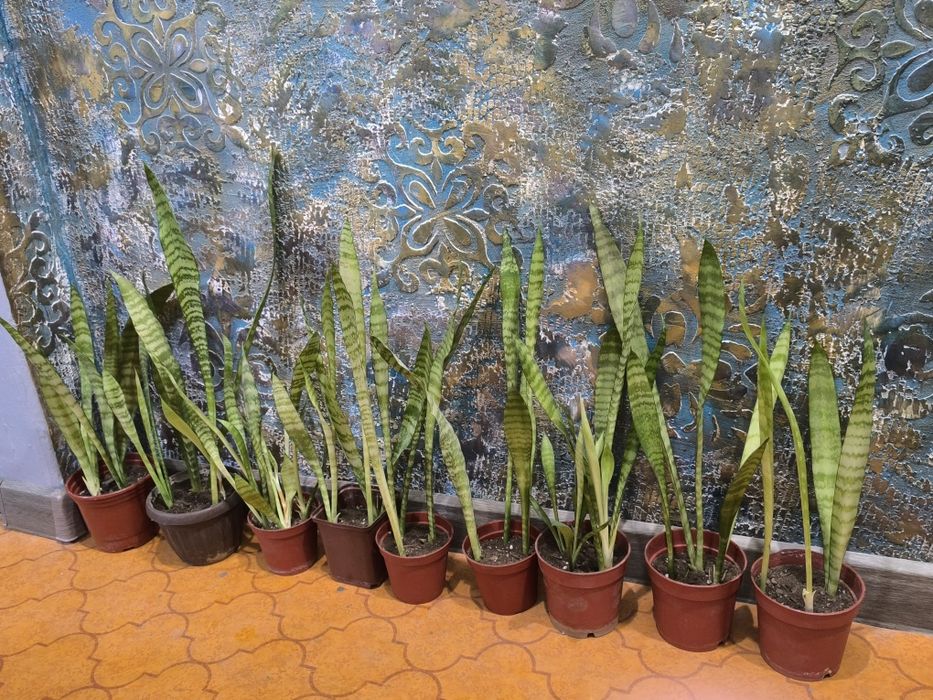 Сансевьера. Цветы для дома и офиса.