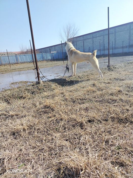 Alabay zotli itimiz bor