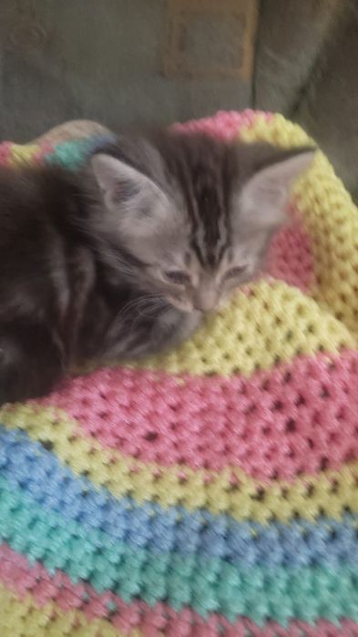 Отдам котят бесплатно