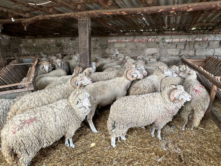 Bebecuti si Tauri pentru sarbatoarea  Kurban Bayram - langa Bucuresti (5km) in Chitila