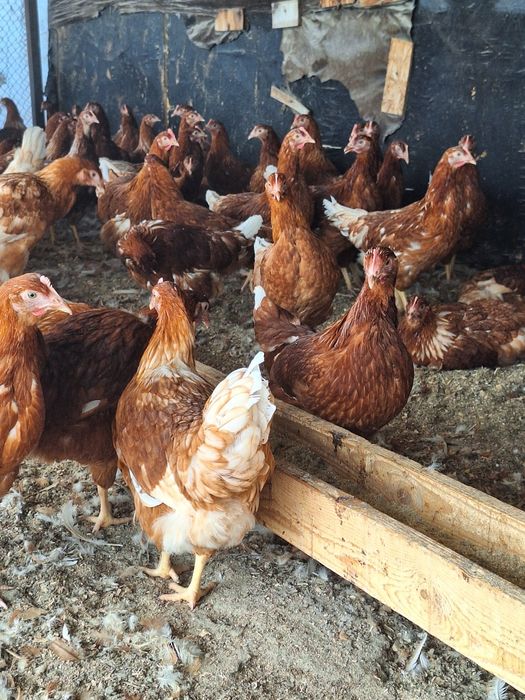 Молодки Ломан Браун