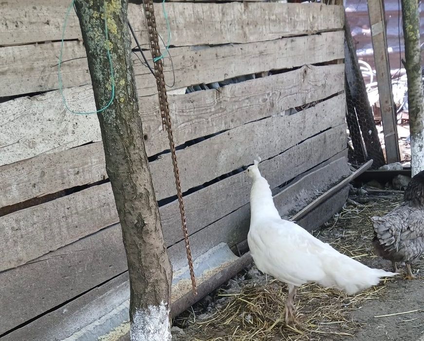 Vând păun alb un an și jumătate