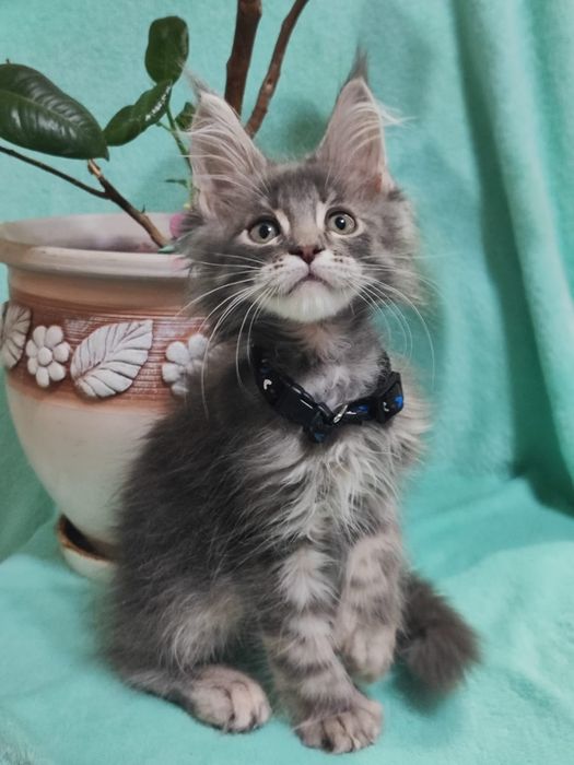 Котята  Мейн-кун