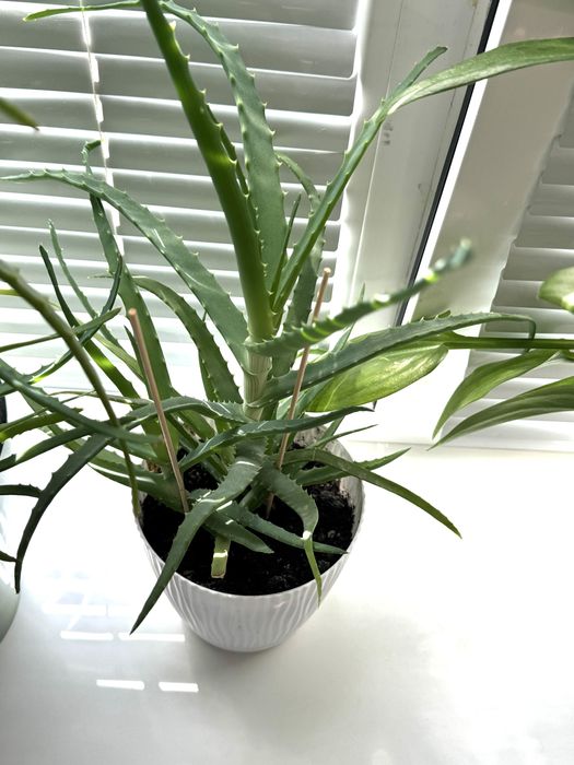 Алое столетник цветы