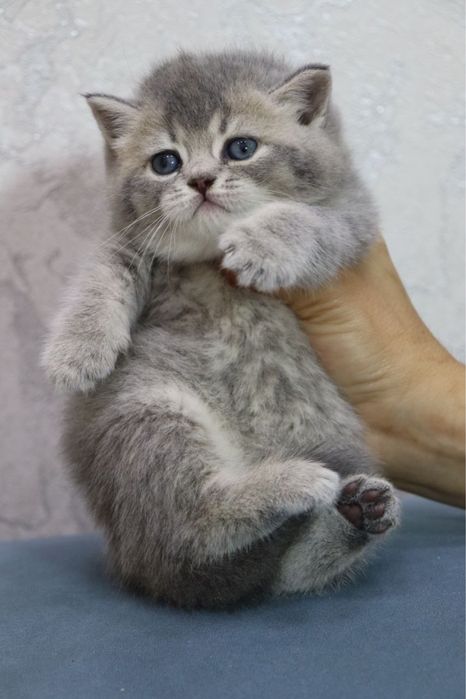 Продаются  британские котята