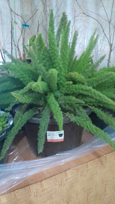 Продам аспарагус