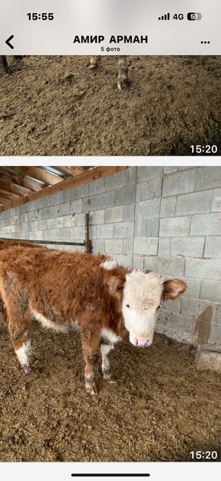 Ұрғашы бұзаулар сатамын.