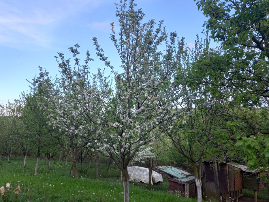 Продава се Парцел в Омуртаг - 1600 кв.м за 10 €/кв.м - Снимка #5