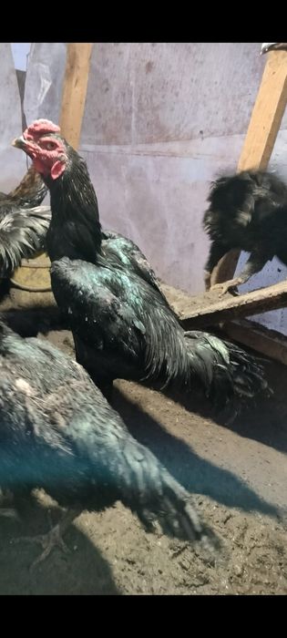 Дакан тауық сатылады