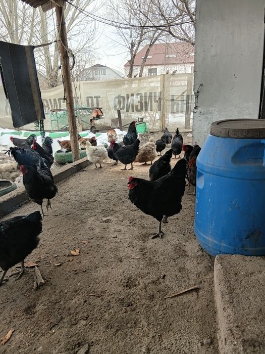 Продам петухов Австерлоп