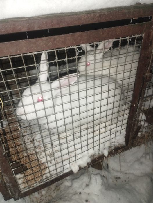 Продам кролов на развод