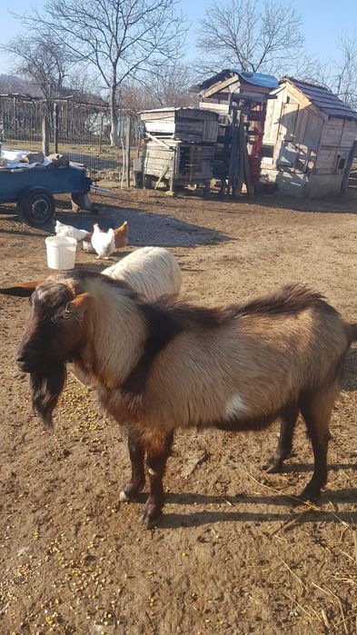 Țap alpin francez vânzare/schimb cu alte animale