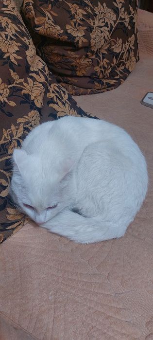 Кот шотландский скоттиш фолд