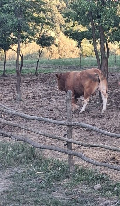 Taur limusin de 2 ani