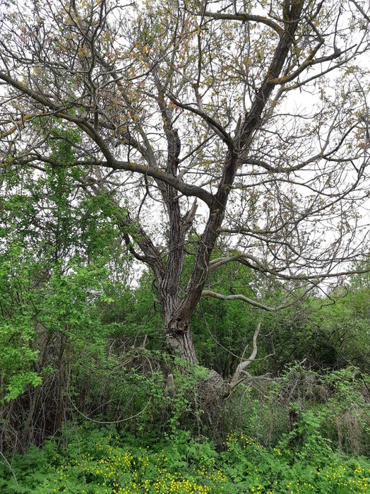 Продавам къща с парцел
с. Звезда, Търговище