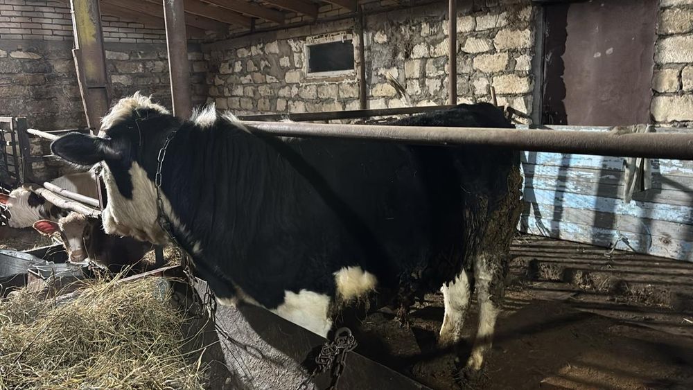 Продам быка с откорма