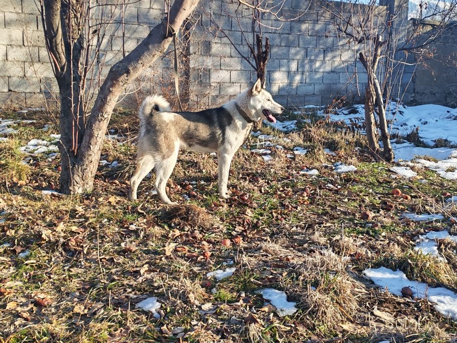 Продам лайку кабель