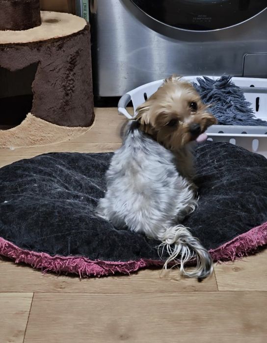 Мартин. на вязку, с опытом!