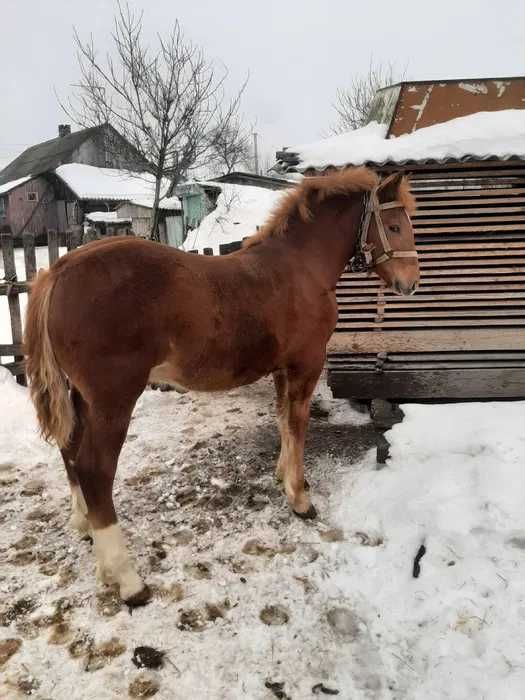 Продам жеребца 7 месяцев