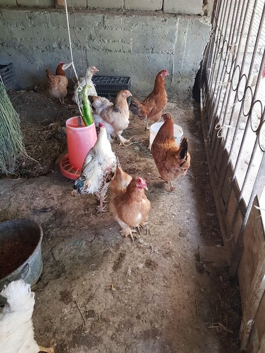 Домашняя курица тоуклар