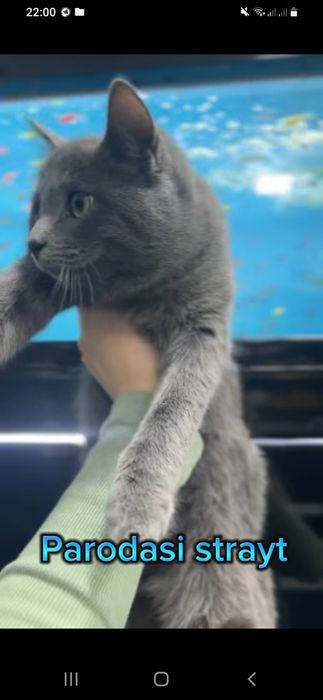 Mushuk Strayt Qiz bola