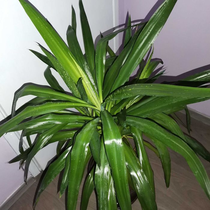 Драцена Фрагранс