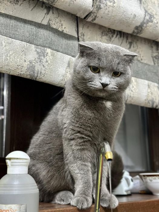 Котята 1 месяц Британский