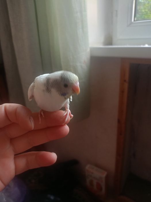 Волнистый попугайчик