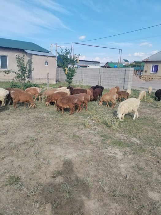Кепе козылар сатылады оптом 37 бас