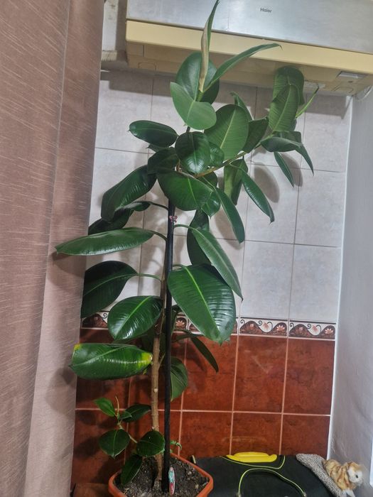 Ficus de vânzare