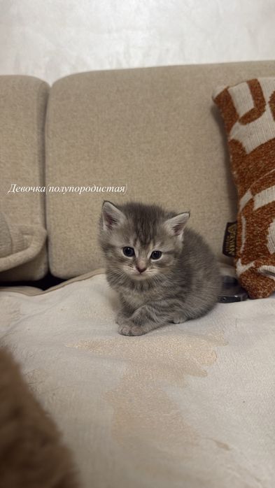 Шотландские котята