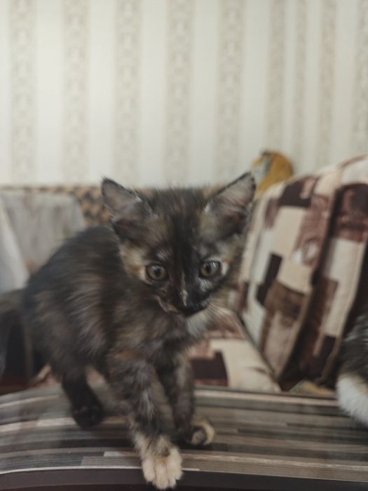 Кошечка в хорошие руки