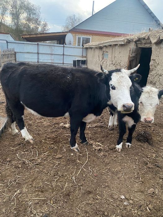 Сиыр бұзауымен .