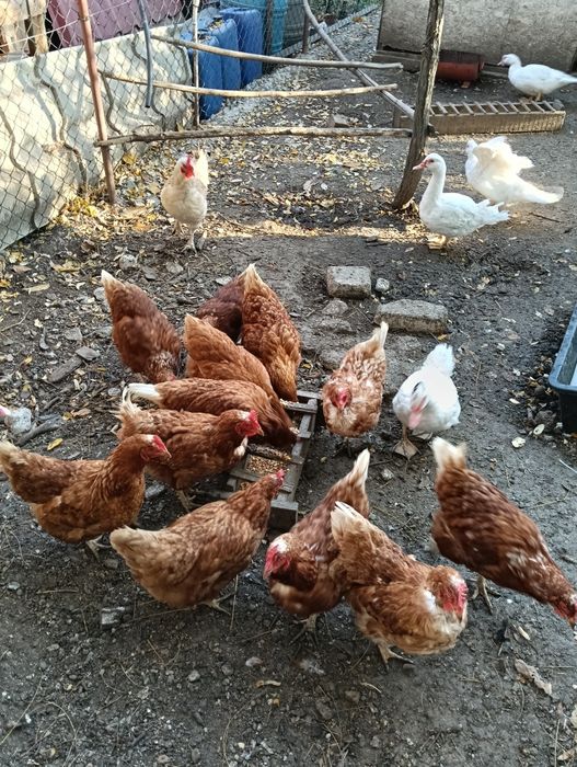 Gaini de ouă.  12 buc