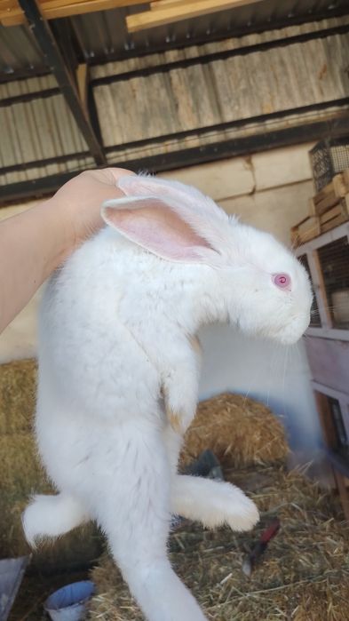 Великан куён болалари