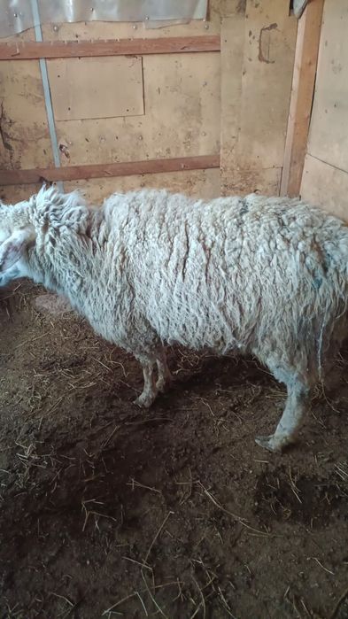 Қой сатылады бордақы