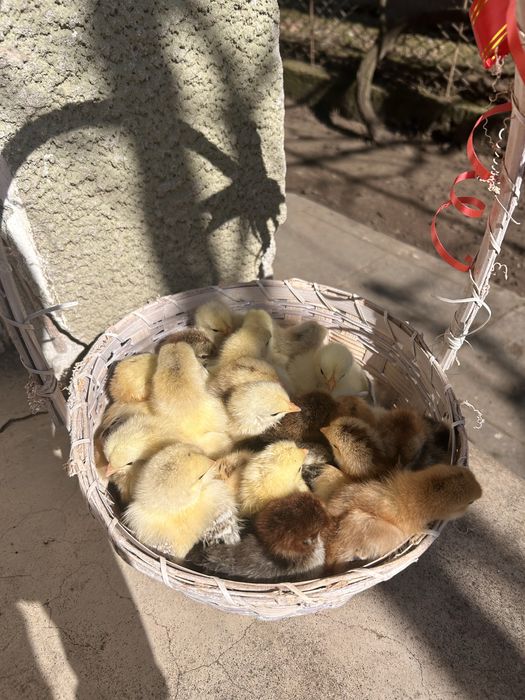 Pui de vanzare 5 zile au