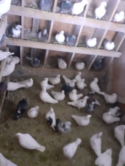 De vanzare porumbei voiajori