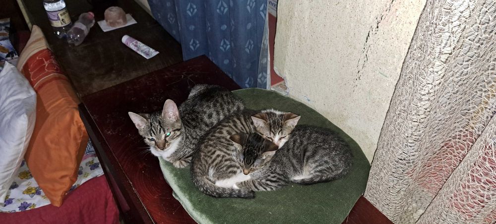 Doneaz 3 pisicute dragalase