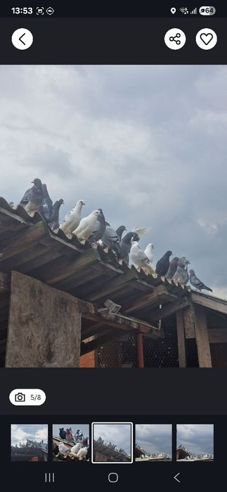 Porumbei de vânzare