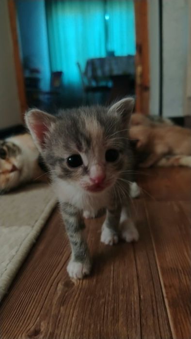 отдам котят в добрые руки