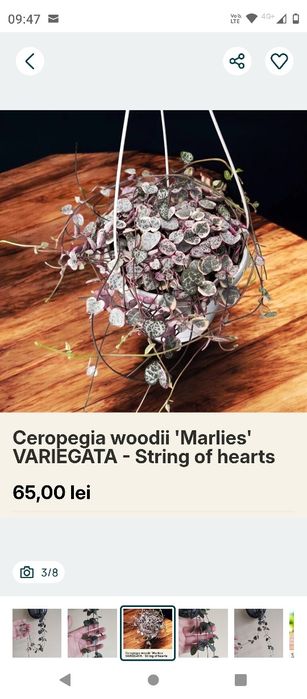 plantă curgătoare String of Hearts (Șirag de inimi)