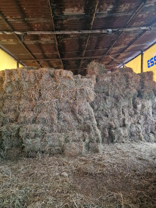 Baloti lucerna 20 lei